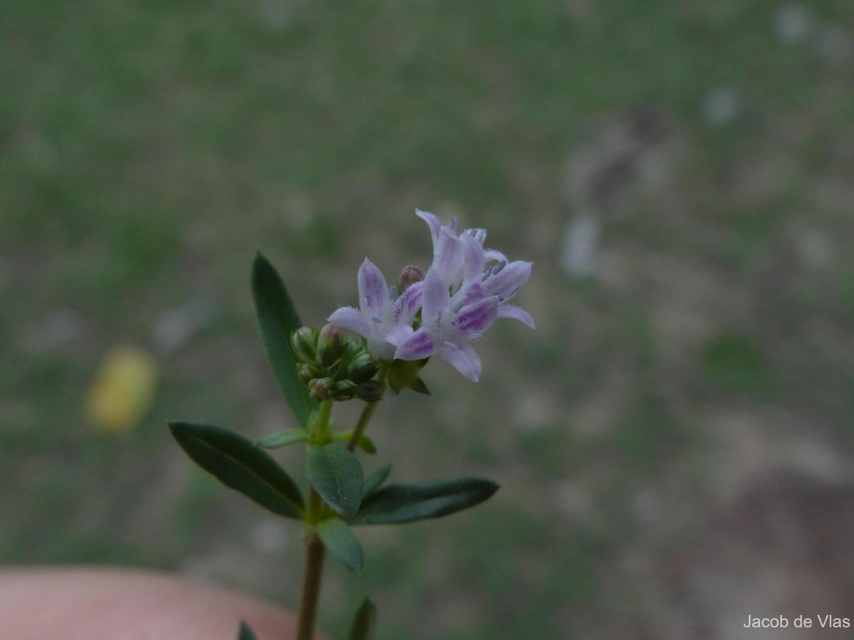 Oldenlandia umbellata L.